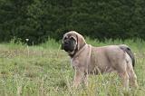 MASTIFF 018